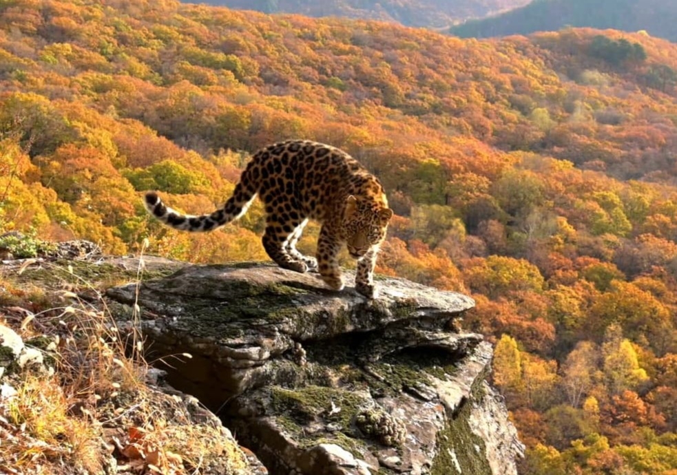 Дальневосточный леопард-новосел обнаружен в Приморье