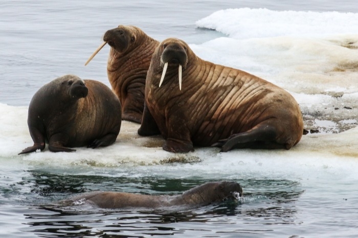 Около 2 тыс. моржей насчитали ученые в этом году на единственном в мире материковом лежбище на Ямале