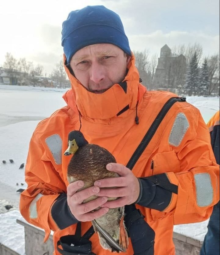 Вмерзшую в озеро утку спасли в Томске