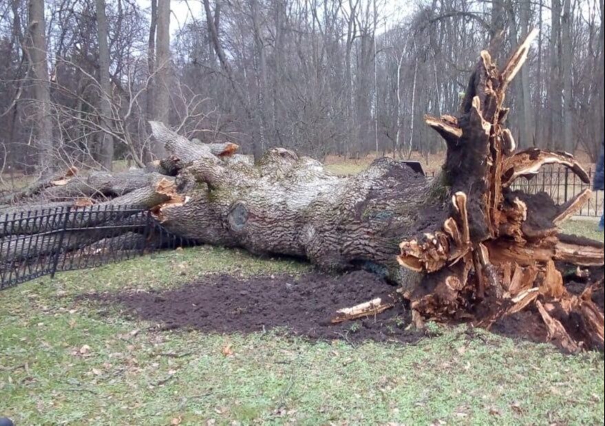 Ураган погубил Тургеневский дуб в музее-заповеднике "Спасское-Лутовиново"