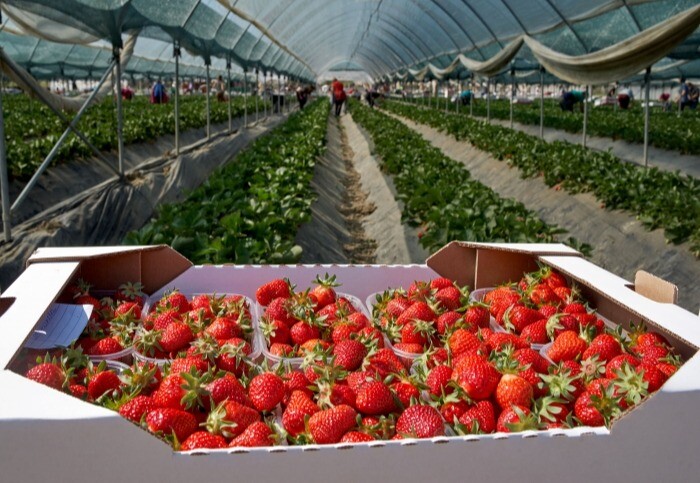 Краснодарский край изучит возможность субсидирования производителей ягод при строительстве теплиц