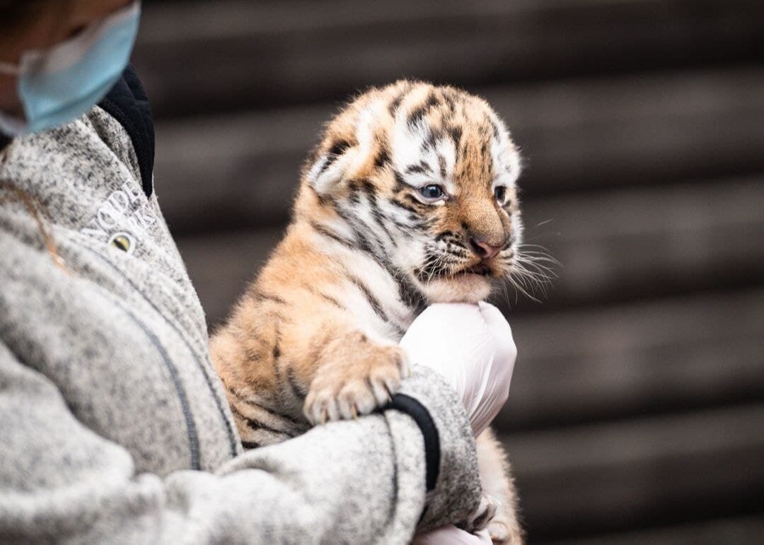 Спасенная в Приморье амурская тигрица принесла потомство в шведском зоопарке