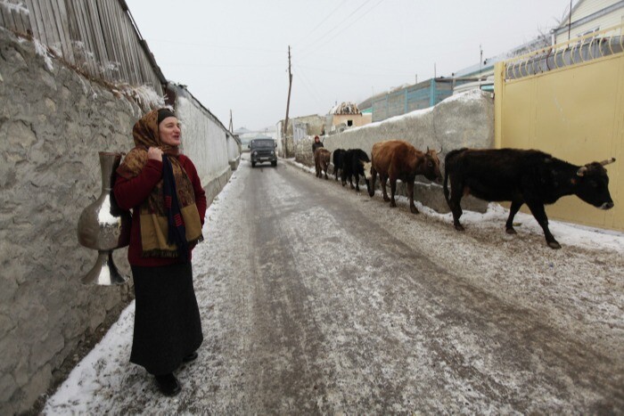 Бродящих по улицам коров будут задерживать в Ингушетии
