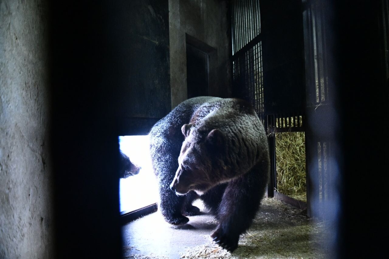 Медведи Ярославского зоопарка ушли в зимнюю спячку