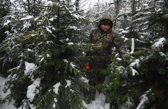 Хвойные деревья взяты под охрану в лесах Ингушетии перед Новым годом