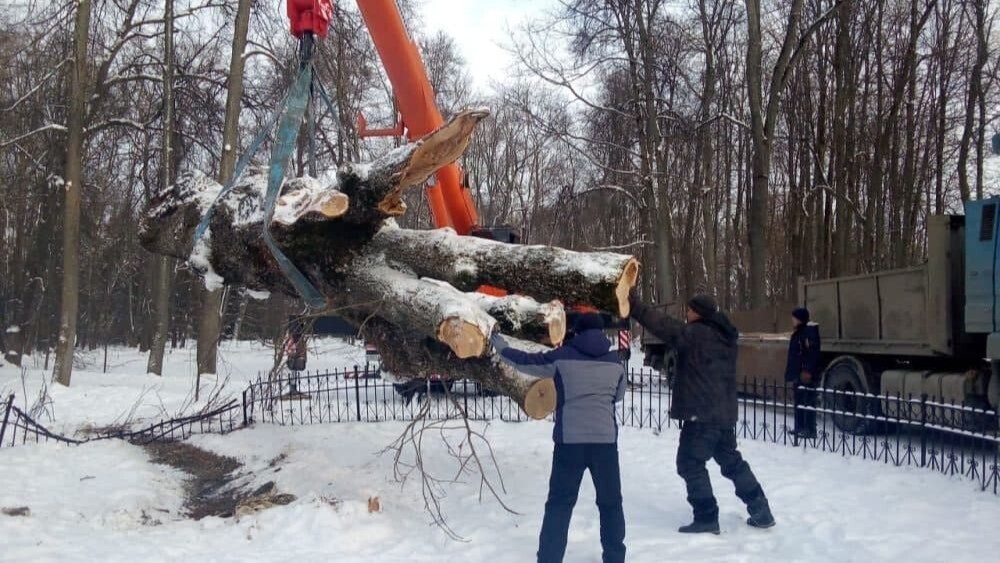 Поваленный ураганом Тургеневский дуб в Орловской области перемещен на площадку для хранения