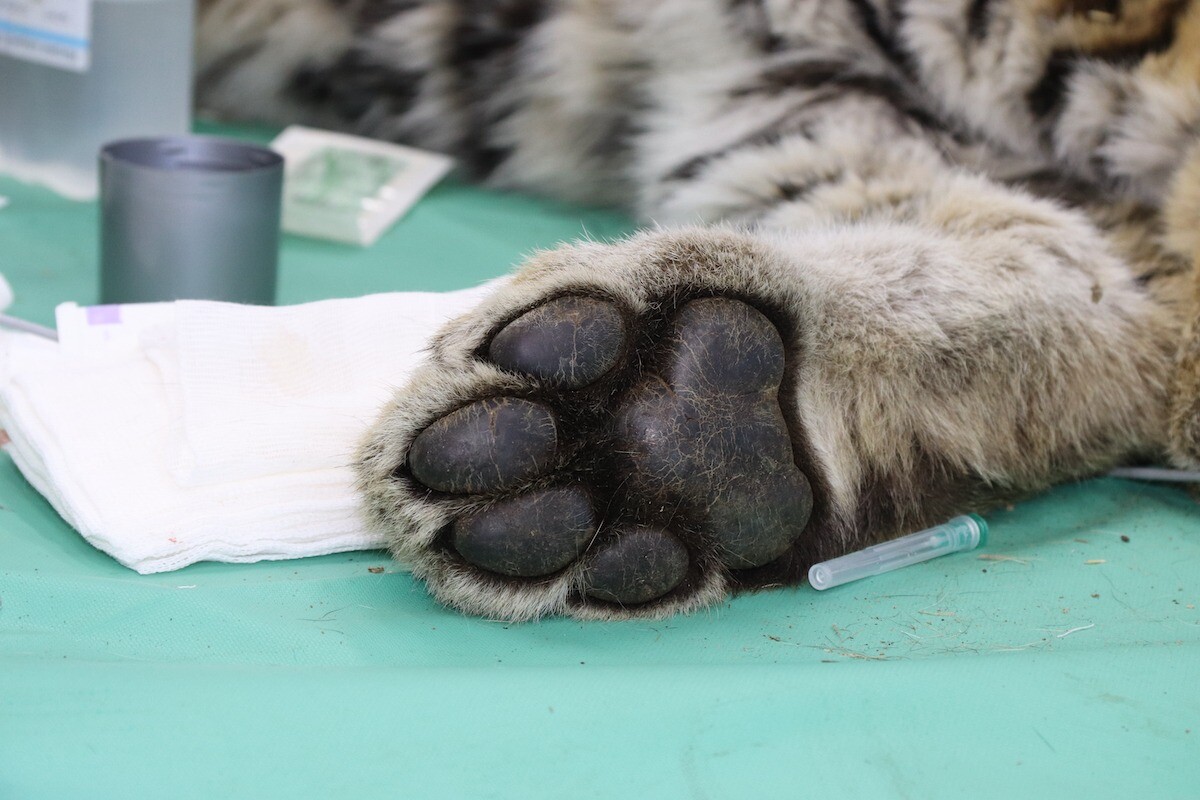 Истощенного тигренка с обморожением и травмой челюсти спасли в Приморье