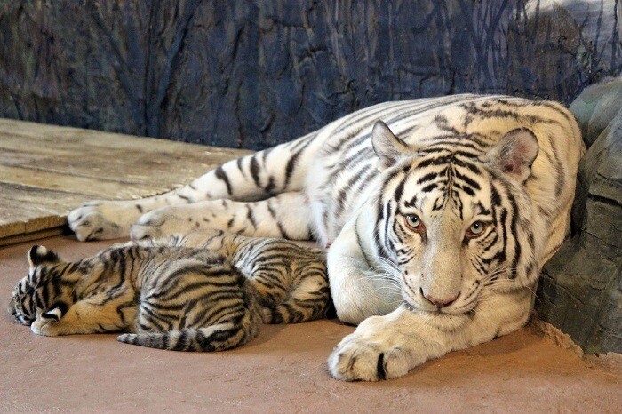 Два бенгальских тигренка родились в нижегородском зоопарке