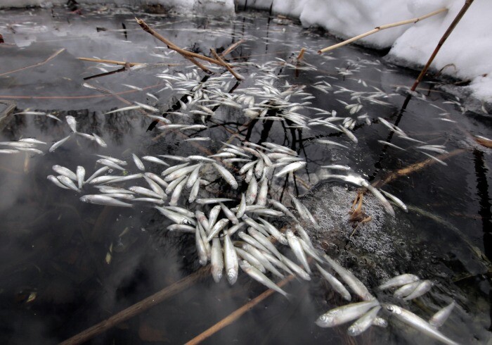 Массовая гибель рыбы произошла в Чебоксарском заливе из-за низкого уровня кислорода в воде