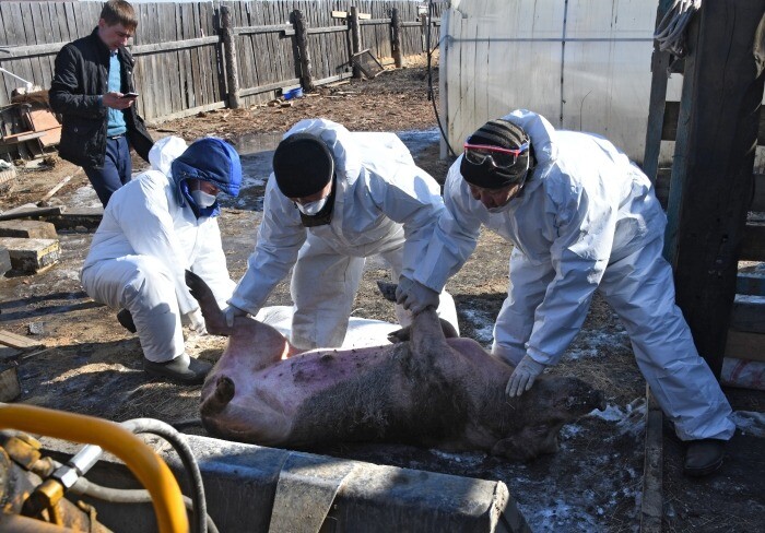 Карантин объявили в приморском Артеме из-за вспышки чумы свиней
