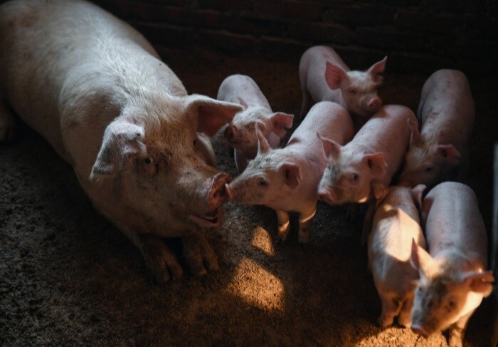 Приморье в 2021 г. увеличило производство свинины в 1,6 раза после запуска проекта "Русагро" - губернатор