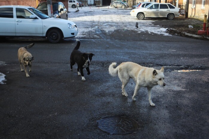 Челябинские власти готовят инициативы в федеральный закон для снижения числа бродячих собак на улицах