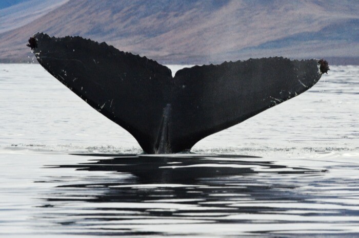 Ученые насчитали около 5 тысяч китов в дальневосточных морях
