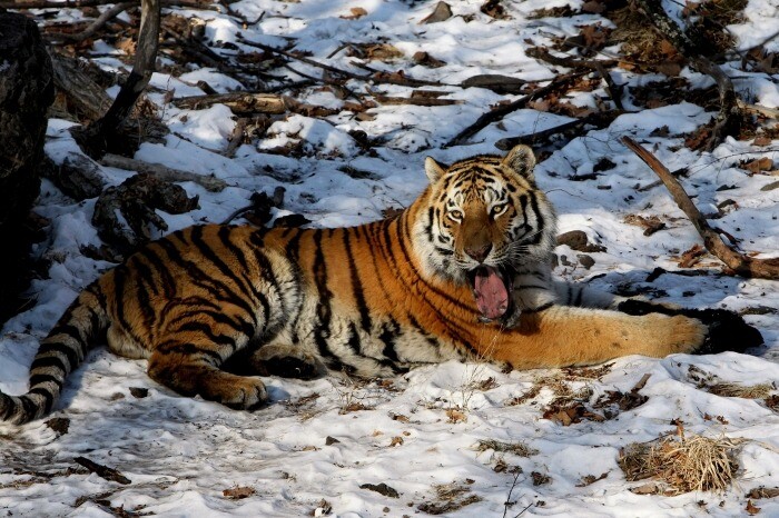 Перепись тигров в Приамурье "прошли" шесть хищников