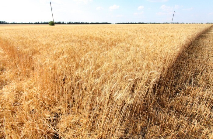 Алтайский край впервые за многие годы вырастил пшеницу и подсолнечник первого класса
