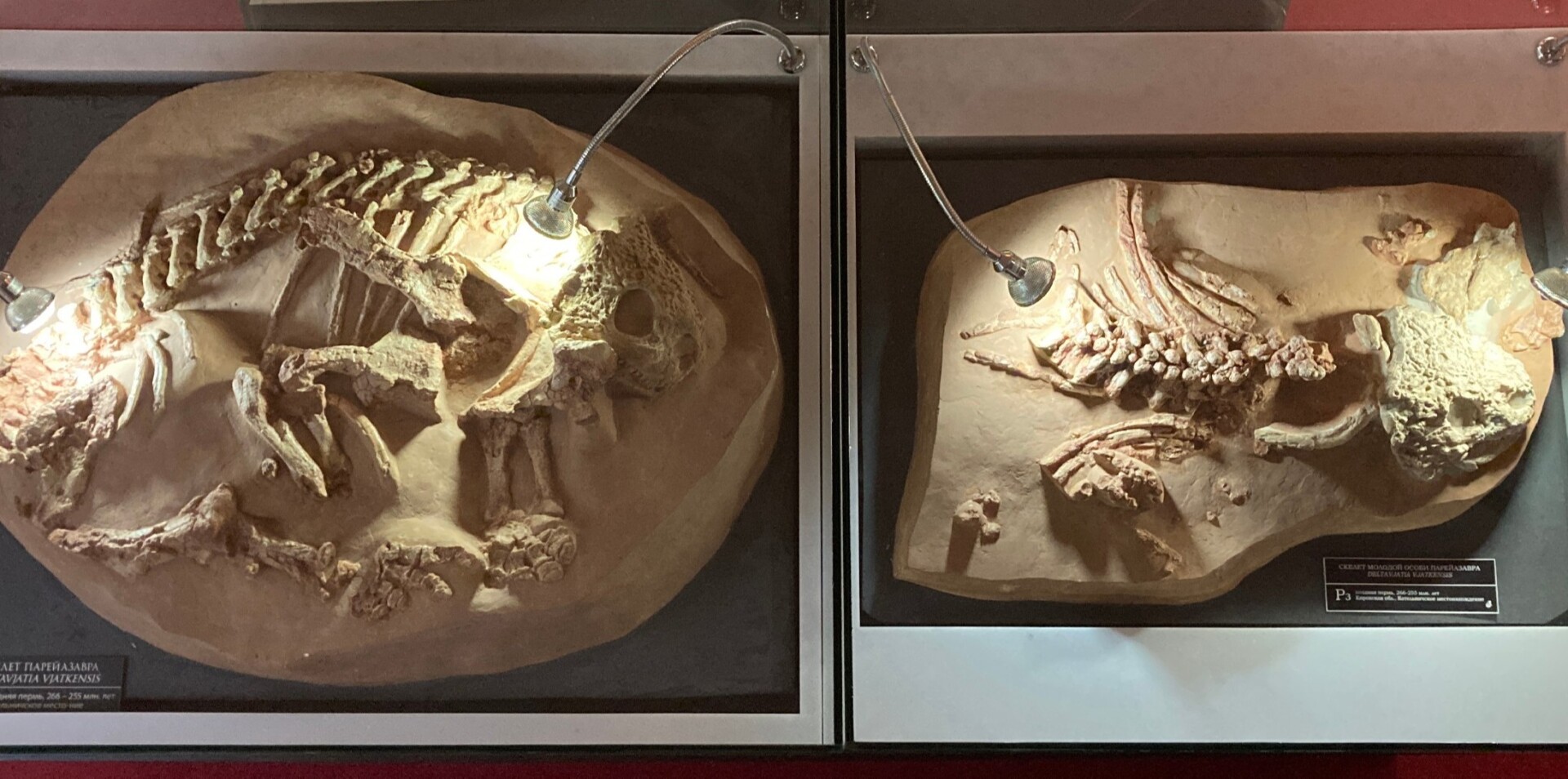 Вятских парейазавров покажут в Дарвиновском музее в Москве