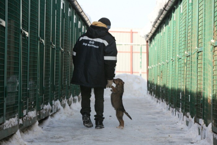Муниципальную службу по отлову безнадзорных животных планируют создать в Ульяновске