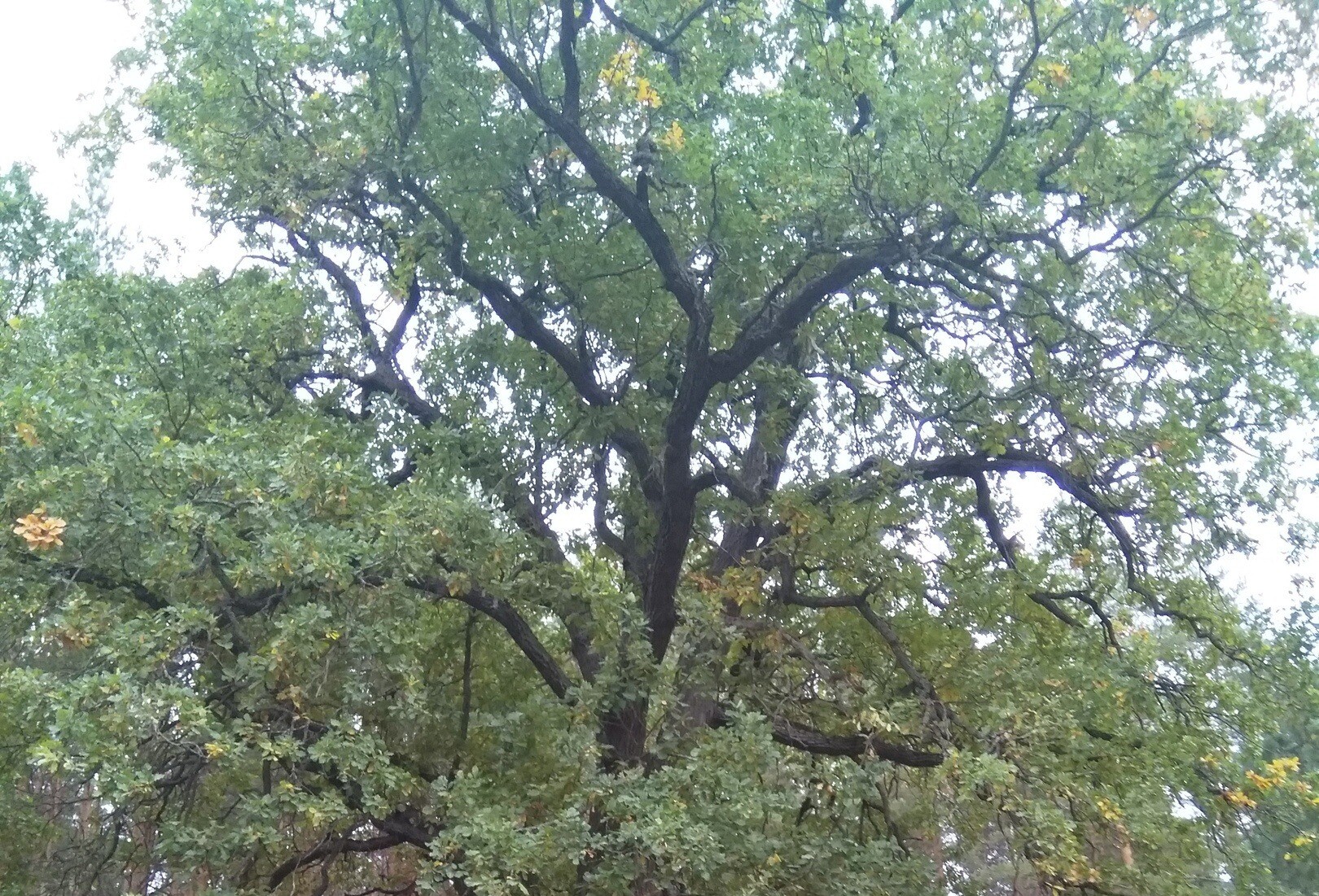 Почти 200-летний ульяновский дуб стал памятником живой природы