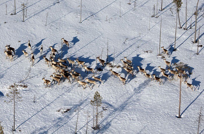 Популяция дикого северного оленя в Карелии находится под угрозой исчезновения из-за браконьеров - ученые