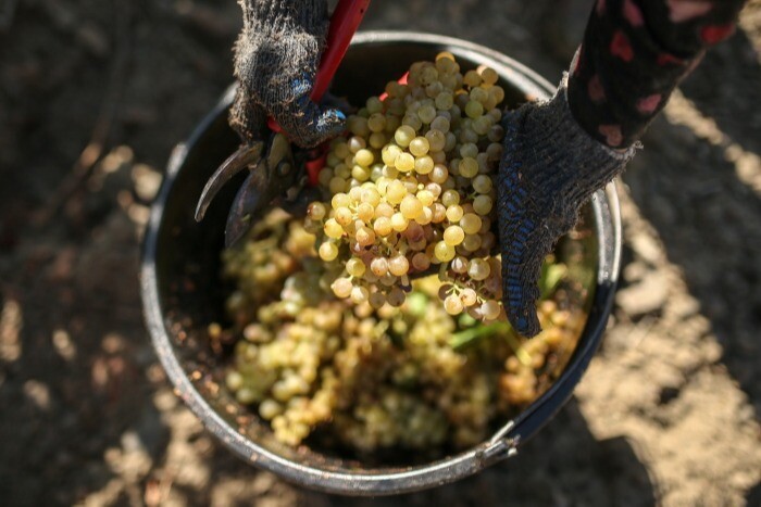Дагестан намерен достичь советского уровня по сбору винограда - Меликов