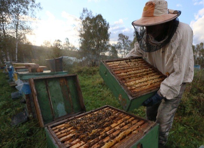 Костромская область расширяет меры поддержки пчеловодства