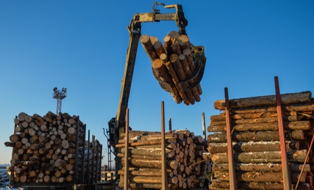 Возбуждено дело на подрядчика в Якутии из-за незаконной рубки более 11 гектаров леса