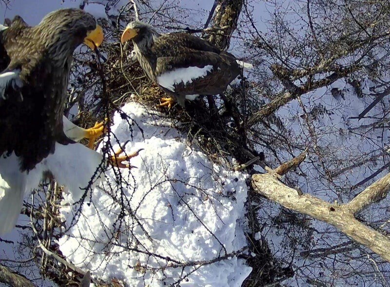 Магаданские ученые впервые смогут наблюдать онлайн за краснокнижным орланом