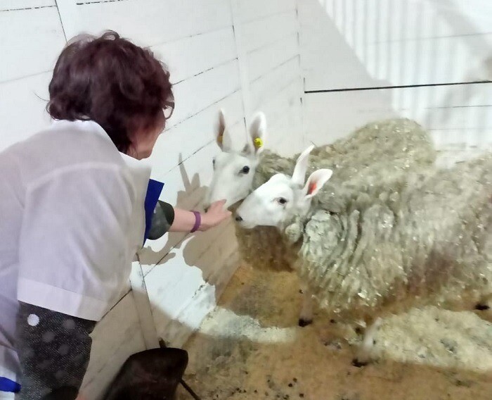 Зайцеобразные овцы из Чехии поселились в зоопарке у Деда Мороза