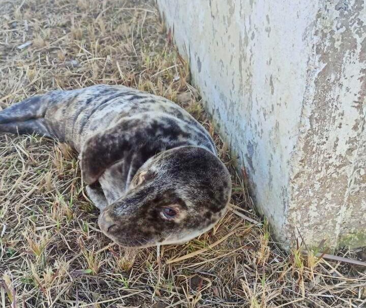 Заблудившегося краснокнижного тюлененка спасли у Ленинградской АЭС