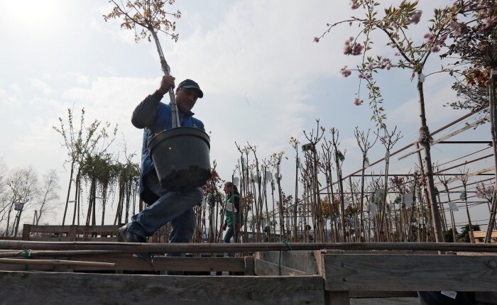Более 200 тыс. деревьев высадят в этом году в память о погибших в годы ВОВ в Тульской области