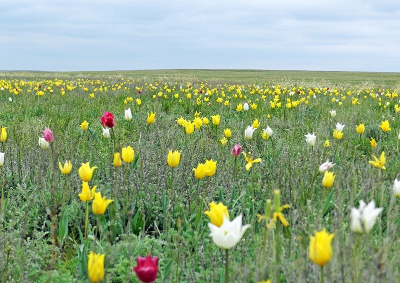 Первые тюльпаны расцвели в Предуральской степи в оренбургском заповеднике