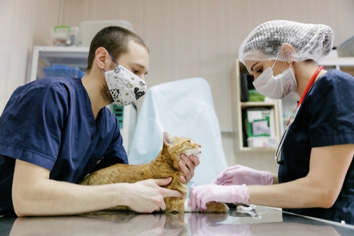 Самарская область направит 49 млн рублей на стерилизацию и вакцинацию беспризорных животных