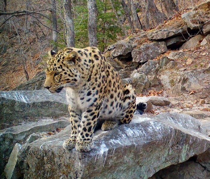 Новый леопард перешел жить в заповедник "Кедровая падь" в Приморье