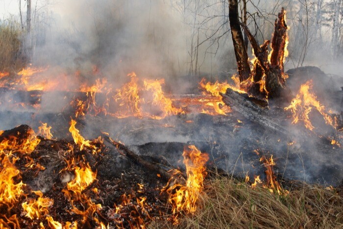 Риск возникновения ландшафтных пожаров растет в Новосибирской области - МЧС