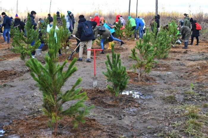 Более 55 тыс. саженцев деревьев высадили для восстановления леса в Ингушетии