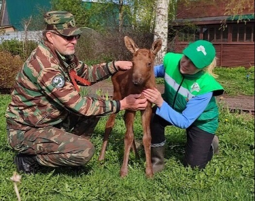 Новорожденного лосенка-сироту спасли в Нижегородской области