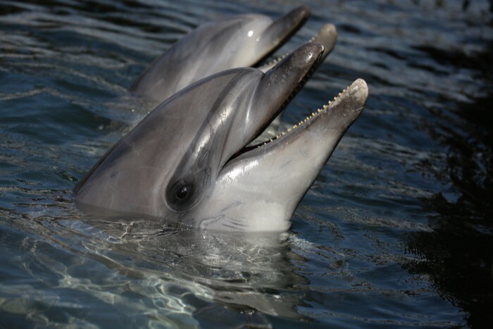 Попадание в рыболовные сети является причиной массовой гибели дельфинов в Сочи - эколог