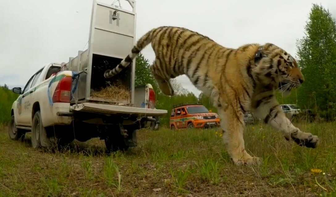 Амурского тигра вернули в тайгу в Приморье после реабилитации