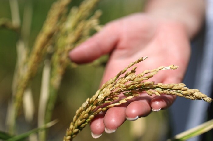 РФ в этом году снизит производство риса до 700 тыс. т - Зерновой союз