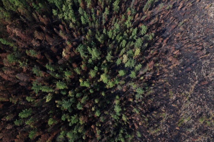 Ущерб от лесных пожаров в Томской области в 2022 году оценивается в 11,8 млн рублей