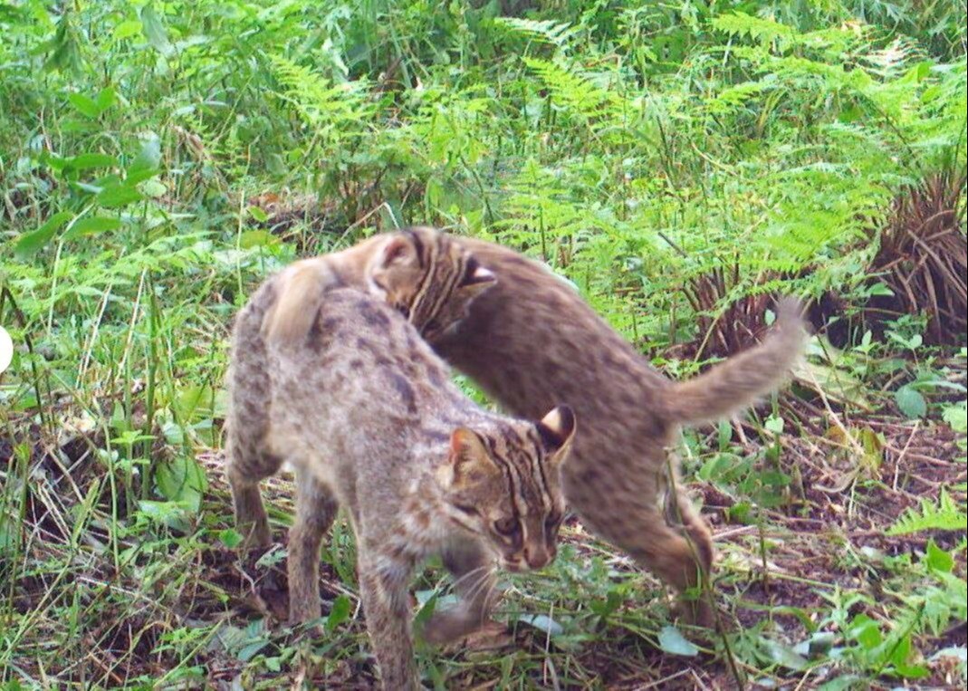 Уникальные кадры лесных котят получили на "Земле леопарда" в Приморье