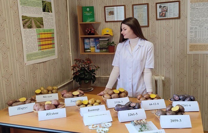 Жители Удмуртии выбирают названия для новых сортов картофеля от местных ученых