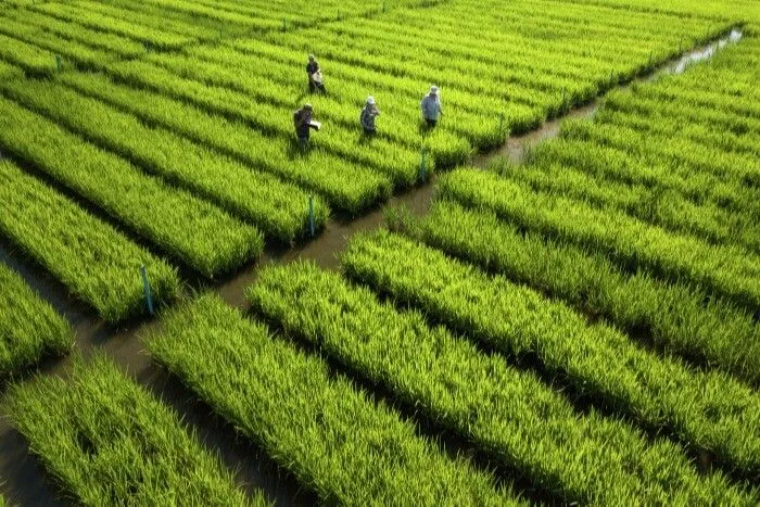 Дефицита риса в РФ из-за аварии на гидроузле в Краснодарском крае не ожидается - эксперт