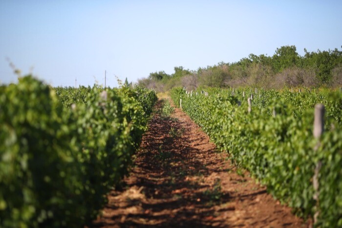 Около 900 новых виноградников заложат в Дагестане в 2022 году