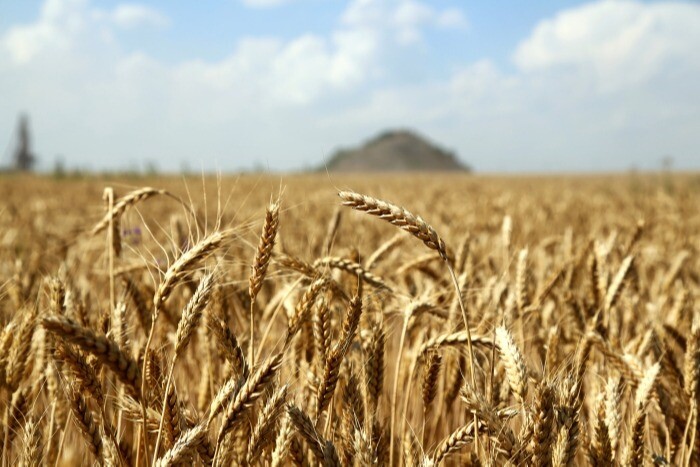 Песков заявил об отсутствии соглашений с Турцией и странами Ближнего Востока о продаже украинского зерна