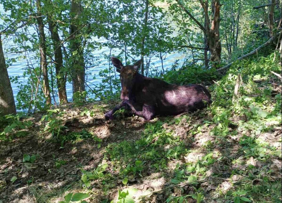 Провалившегося в колодец лося спасли в Нижегородской области