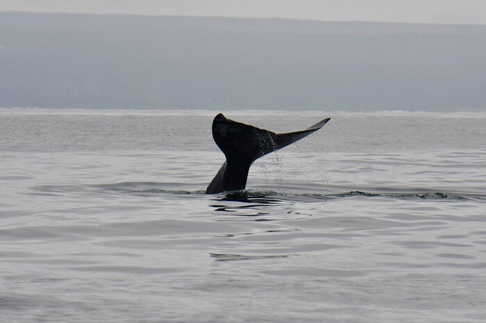 Десятки краснокнижных китов из Калифорнии приплыли на кормежку к берегам Камчатки