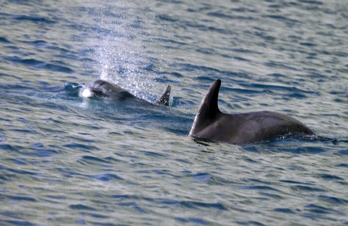Крымские экологи связывают рекордную смертность дельфинов с инфекцией