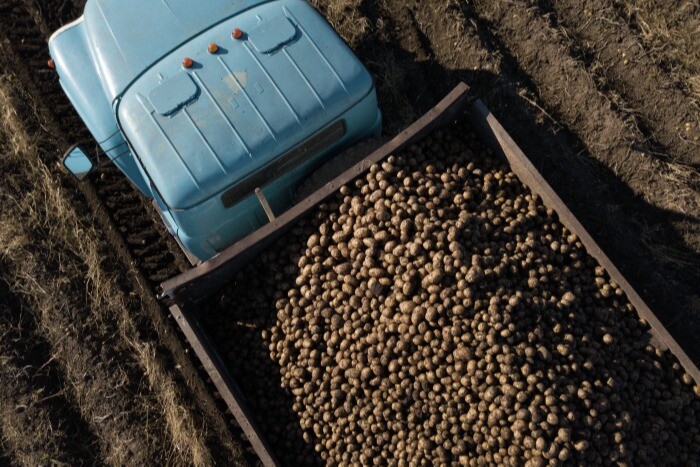 Аграрии Хабаровского края планируют удвоить урожай картофеля за счет расширения посевных площадей