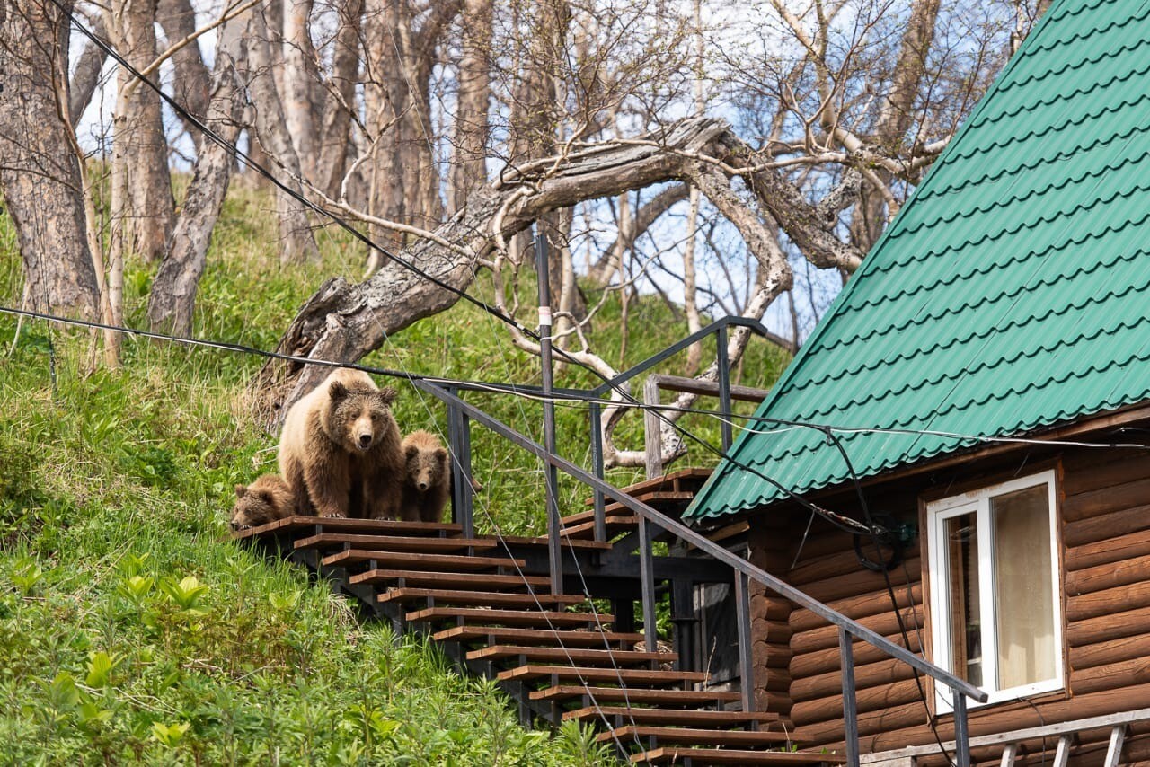 Ограничения для туристов отменили в Долине гейзеров на Камчатке после ухода медведей